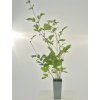 Clematis Plamienok 'CASSANDRA' v kont. 2l 4
