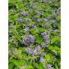 Clematis Plamienok 'CASSANDRA' v kont. 2l 2