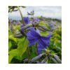 Clematis Plamienok 'CASSANDRA' v kont. 2l