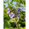 Clematis Plamienok 'CASSANDRA' v kont. 2l 3