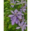 Clematis Plamienok 'MRS CHOLMONDELEY' v kont. 2l 3
