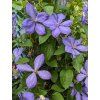 Clematis Plamienok 'MRS CHOLMONDELEY' v kont. 2l