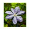 Clematis Plamienok 'MRS CHOLMONDELEY' v kont. 2l 4