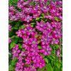 Clematis Plamienok 'VILLE DE LYON' v kont. 2l