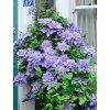 clematis vyvyan pennell