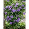 clematis vyvyan pennell 2