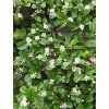cotoneaster dammeri radicans kvitnutie