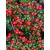 cotoneaster dammeri radicans plody