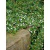 cotoneaster dammeri radicans kvitnutie 2