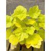 heuchera romano