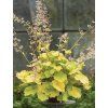 heuchera romano 3