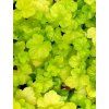 heuchera romano 2