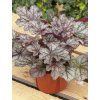 heuchera corretto