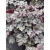 heuchera corretto 2