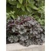 heuchera espresso 2