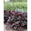 heuchera espresso