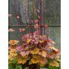 heuchera americano 2
