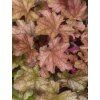 heuchera americano 1