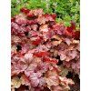heuchera vienna