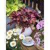 heuchera vienna 2