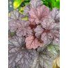 heuchera shakerato 2