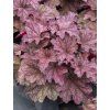 Heuchera shakerato 1,