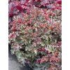 heuchera lungo 2