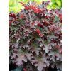 heuchera lungo 1