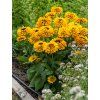 rudbeckia double kissing 2