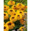 rudbeckia double kissing 1
