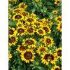 rudbeckia tiger
