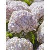 Hydrangea candybelle marshmallow