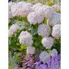 Hydrangea candybelle marshmallow 2