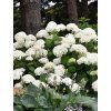 hortenzia annabelle 2
