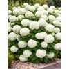 hortenzia annabelle 1