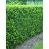 taxus media hicksii 2