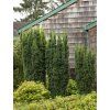 taxus media hicksii 3