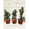 taxus media hicksii 6