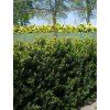 taxus media hicksii 1