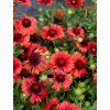 gaillardia mesa red