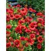 gaillardia mesa red 2