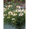 Echinacea innocent meadow mama