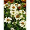 Echinacea innocent meadow mama 2