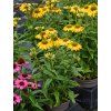 Echinacea sunmagic fantastic yellow