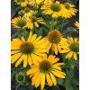 Echinacea sunmagic fantastic yellow 2