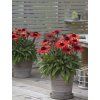 Echinacea sunmagic vintage orange 2