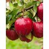 red delicious