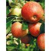 jamese grieve super compact
