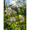 apple tree blossom stock