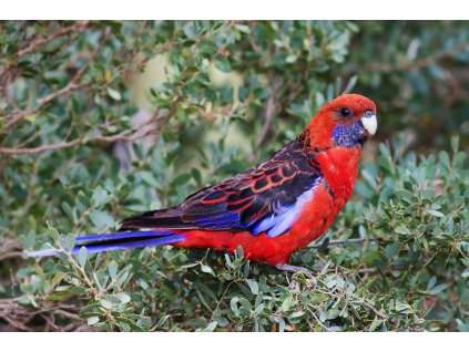 Platycercus elegans Wilsons Prom